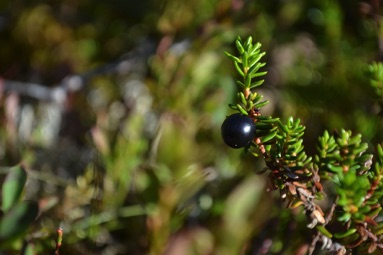 Crowberry, Rondane National Park
